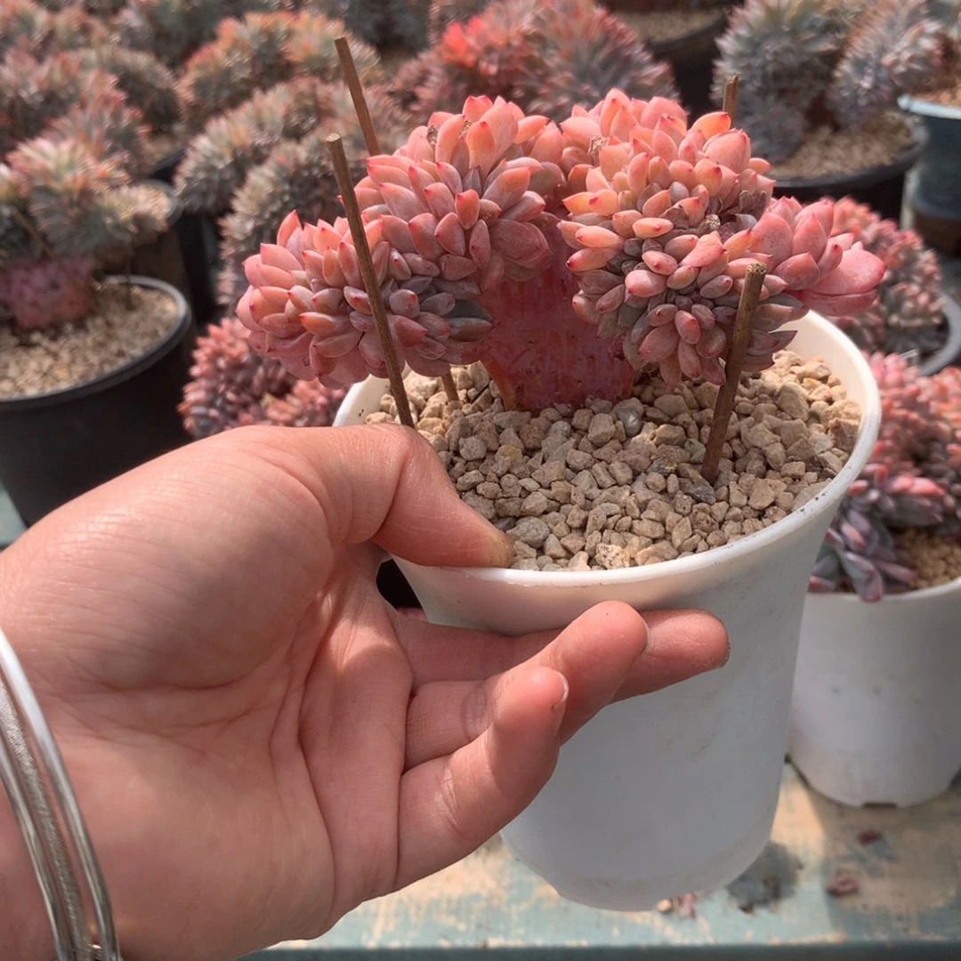 无花朵小丸子哈哈哈哈哈哈哈