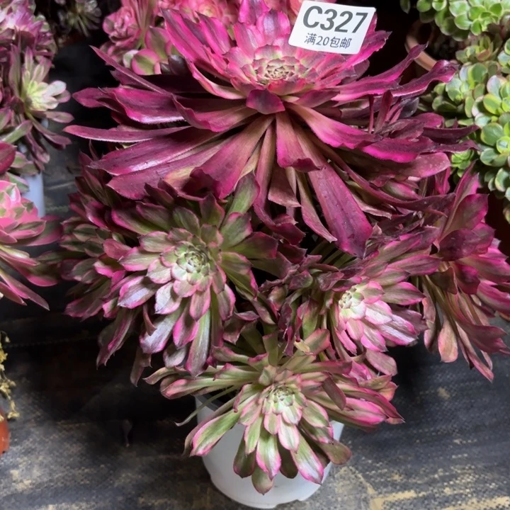 瑞妈一物一拍327