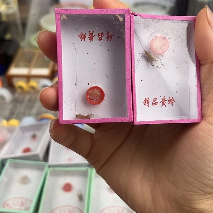 野生断中须大黄5只