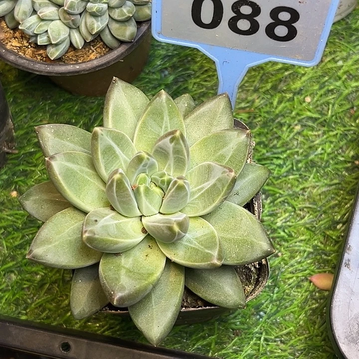 多肉植物优选暗纹人088
