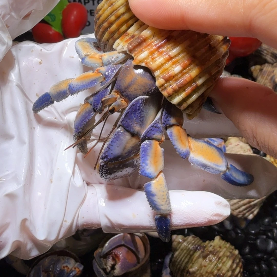 海水鱼福利 蓝橘再生腿