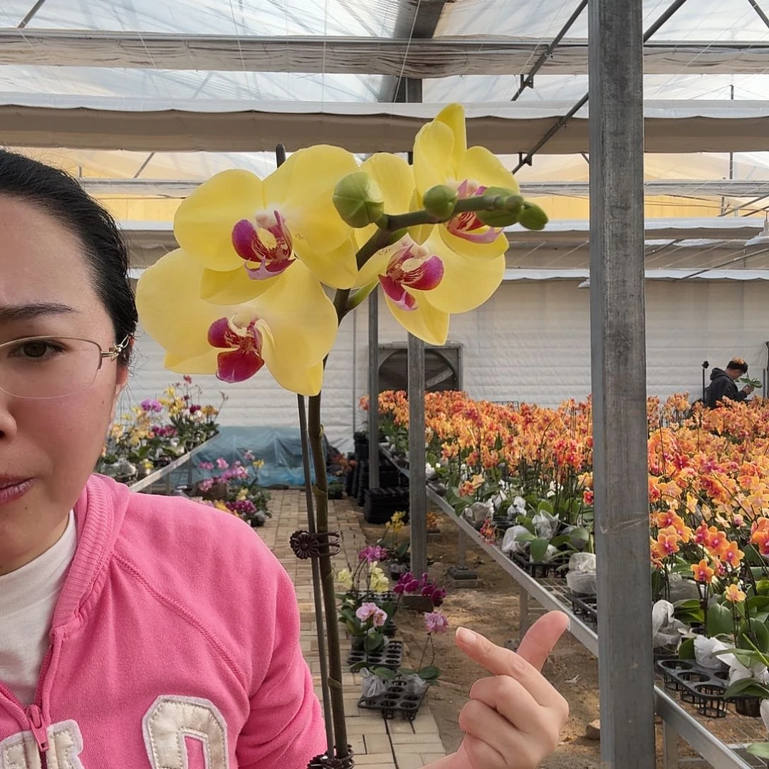 完全开放聚光灯1颗258