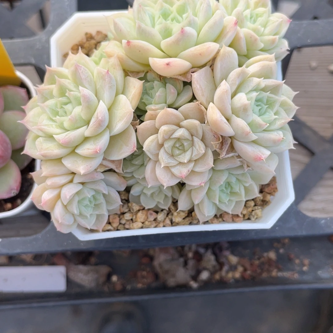 优选暗纹麦杆多肉1647