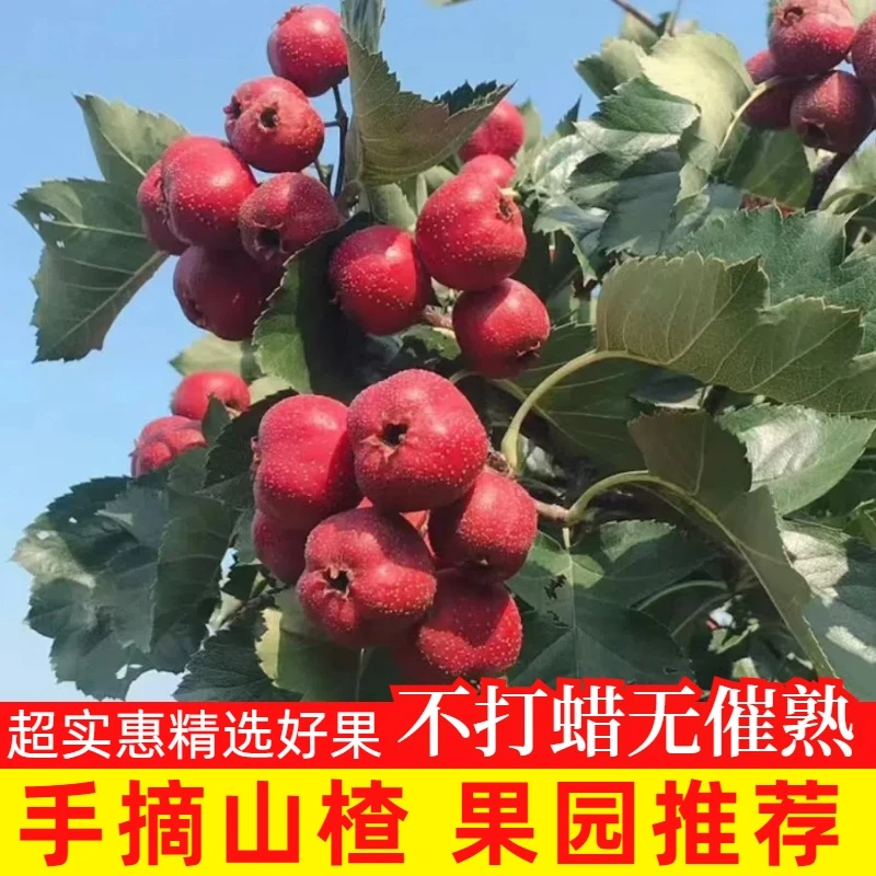 精品大五棱山楂鲜果新鲜山楂果山里红鲜果小山楂冰糖葫芦专用果
