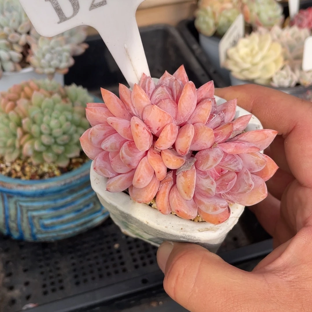 263橙子不带盆7厘米