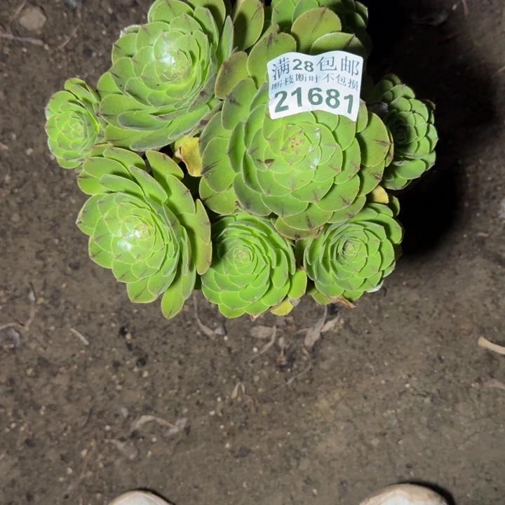 21681万拉丝多肉植物
