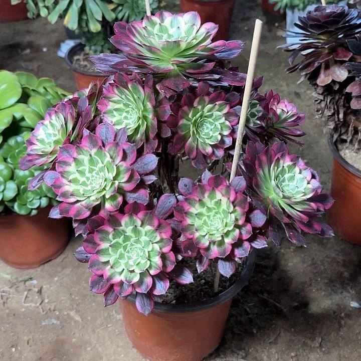 多肉植物法师天合24