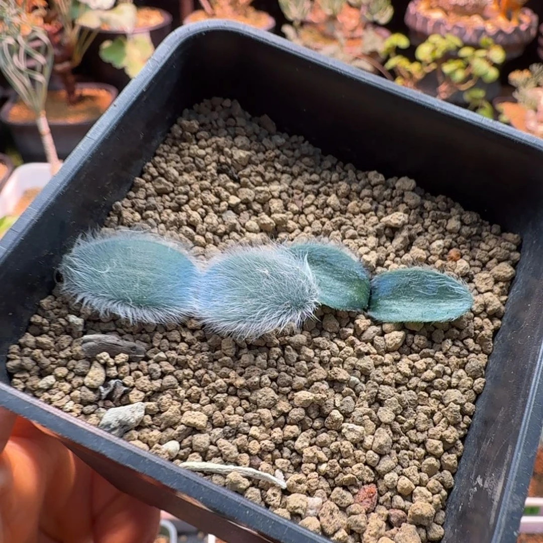 毛叶石蒜322仙人球