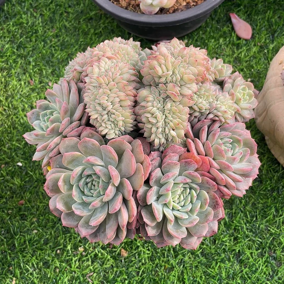 冰魄群生多肉植物一物一拍多肉植物