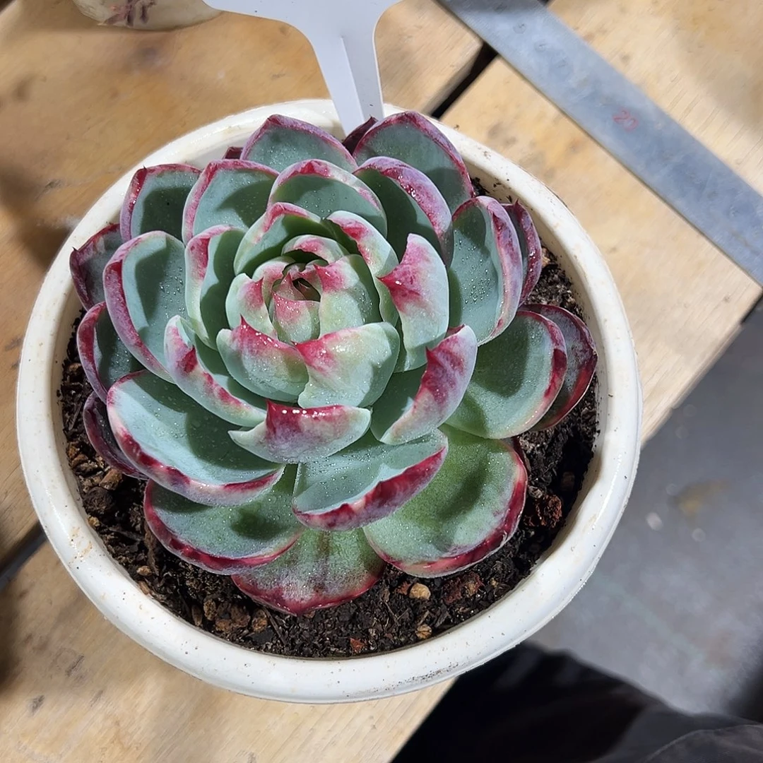 听***风惊鸿仙子一物一拍123