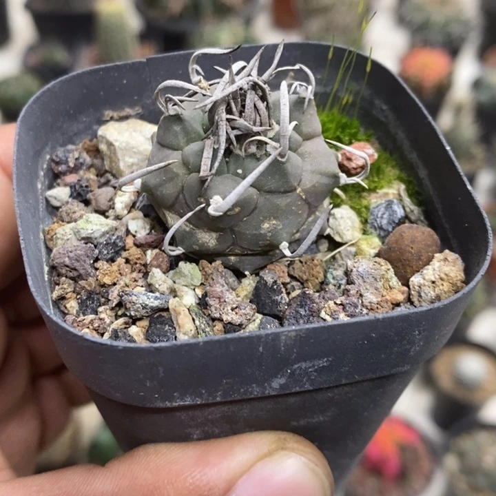 实生升云龙特价福利2