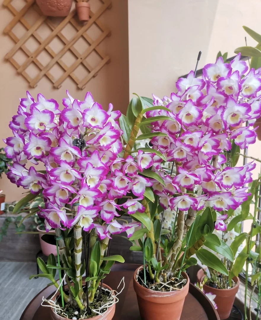 碧波仙子春石斛（黑盆）耐寒好养花期长室内阳台  云南鲜花绿植