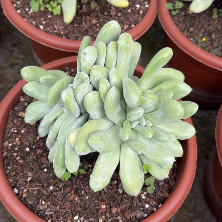 大拇指～一物一拍215