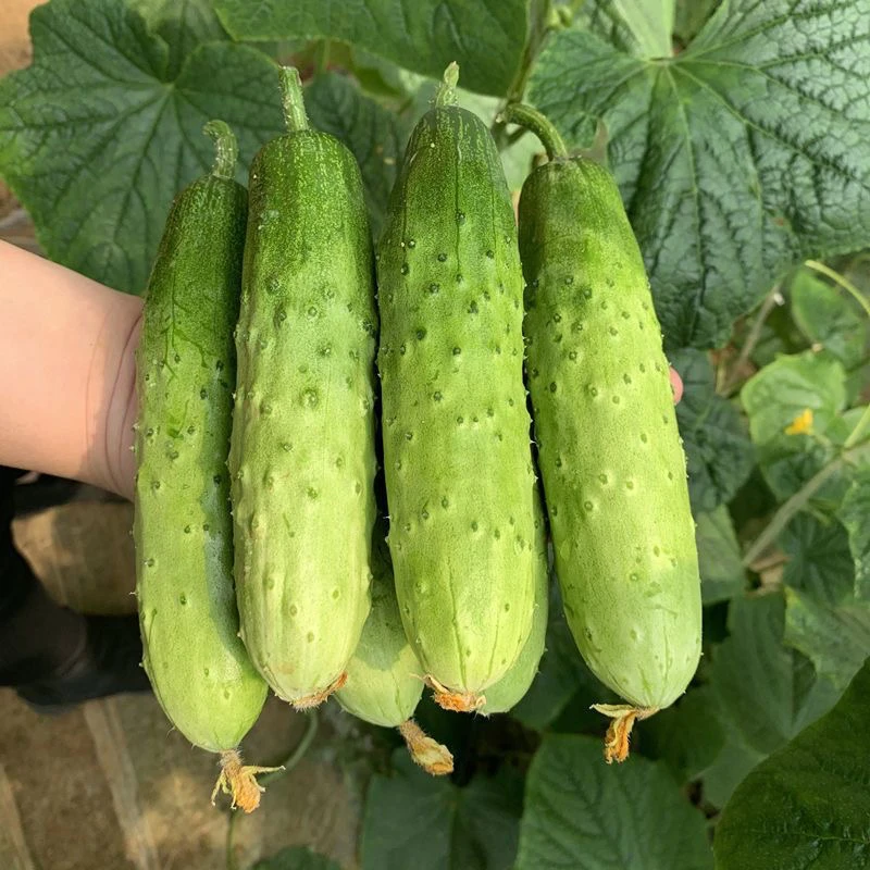 【赶大集】农家新鲜黄瓜现摘现发老品种本地黄瓜青瓜