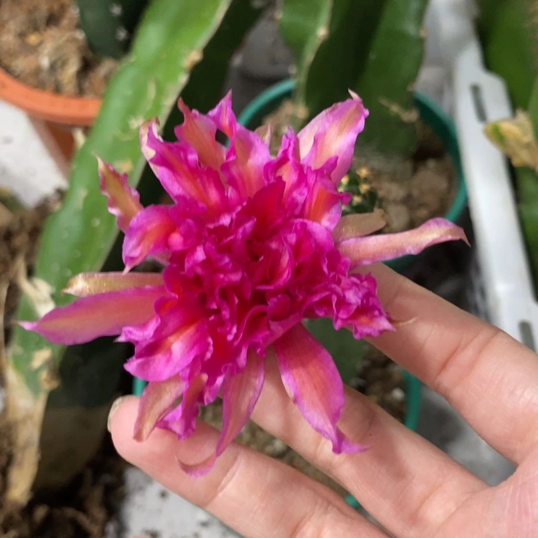 新品丽花L40母本绣谱一颗