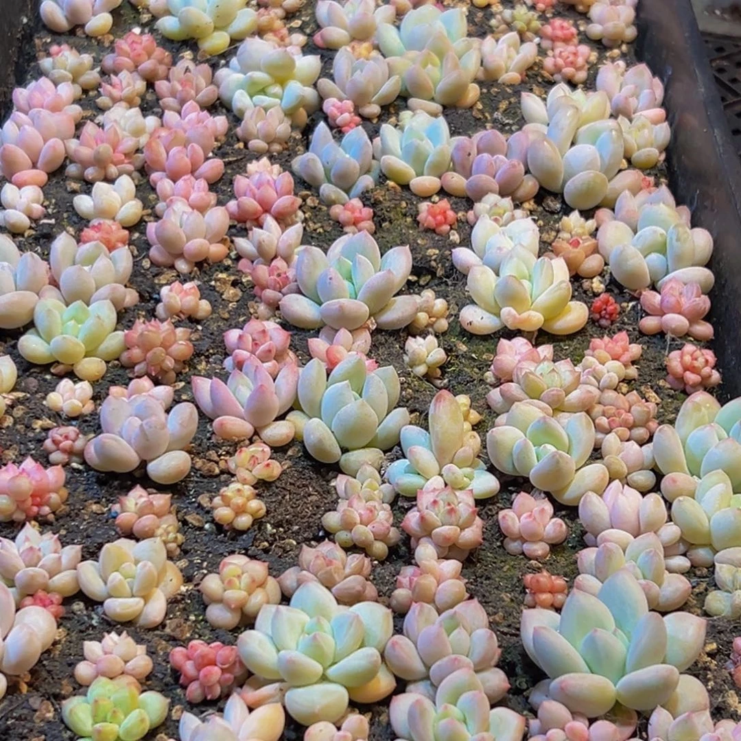 女***常888多肉葡萄的味道是真的