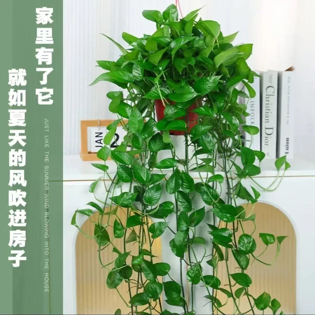 长藤大叶绿萝室内垂吊盆栽净化空气吸甲醛绿植