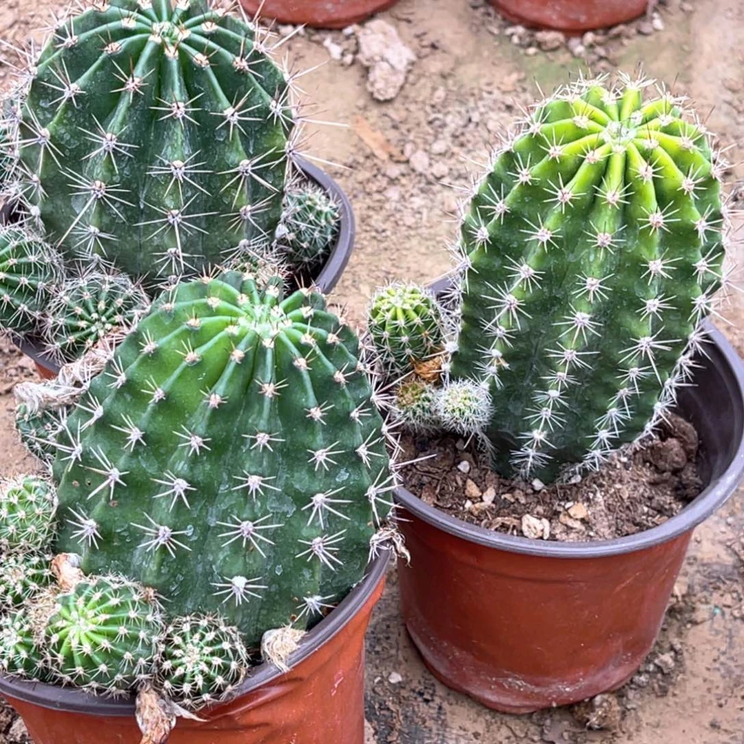 彩草 3颗 脱土脱盆摘花满20包邮