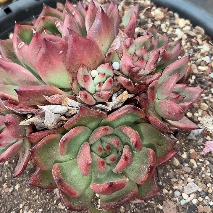 无花朵凯亚群。