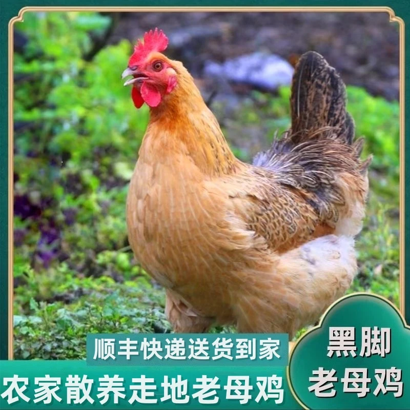 【顺丰冷链】精选三只黑脚鸡 整只宰杀土鸡青脚麻鸡不带内脏