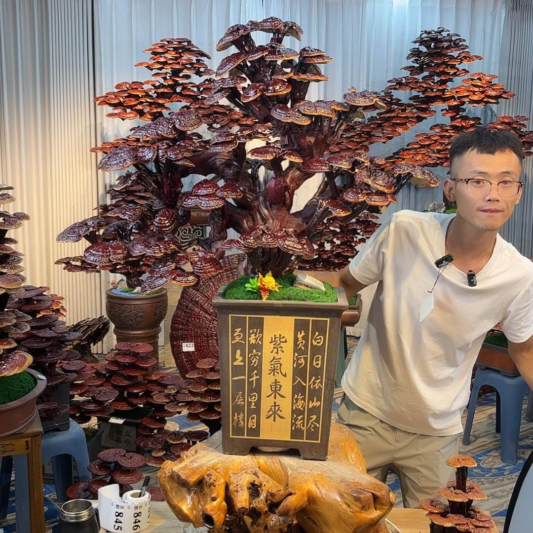 无花朵888888888888