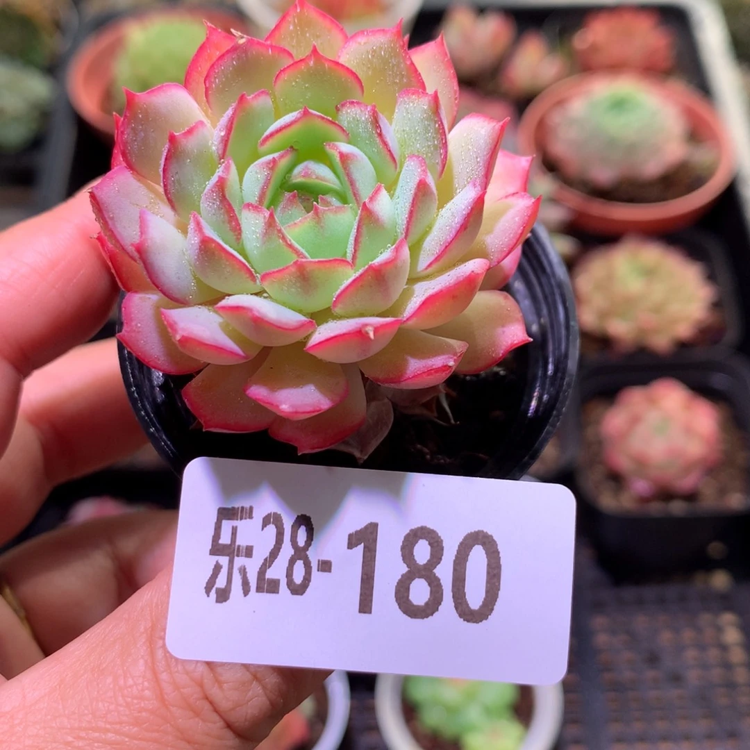 乐然28-180 桃花雨