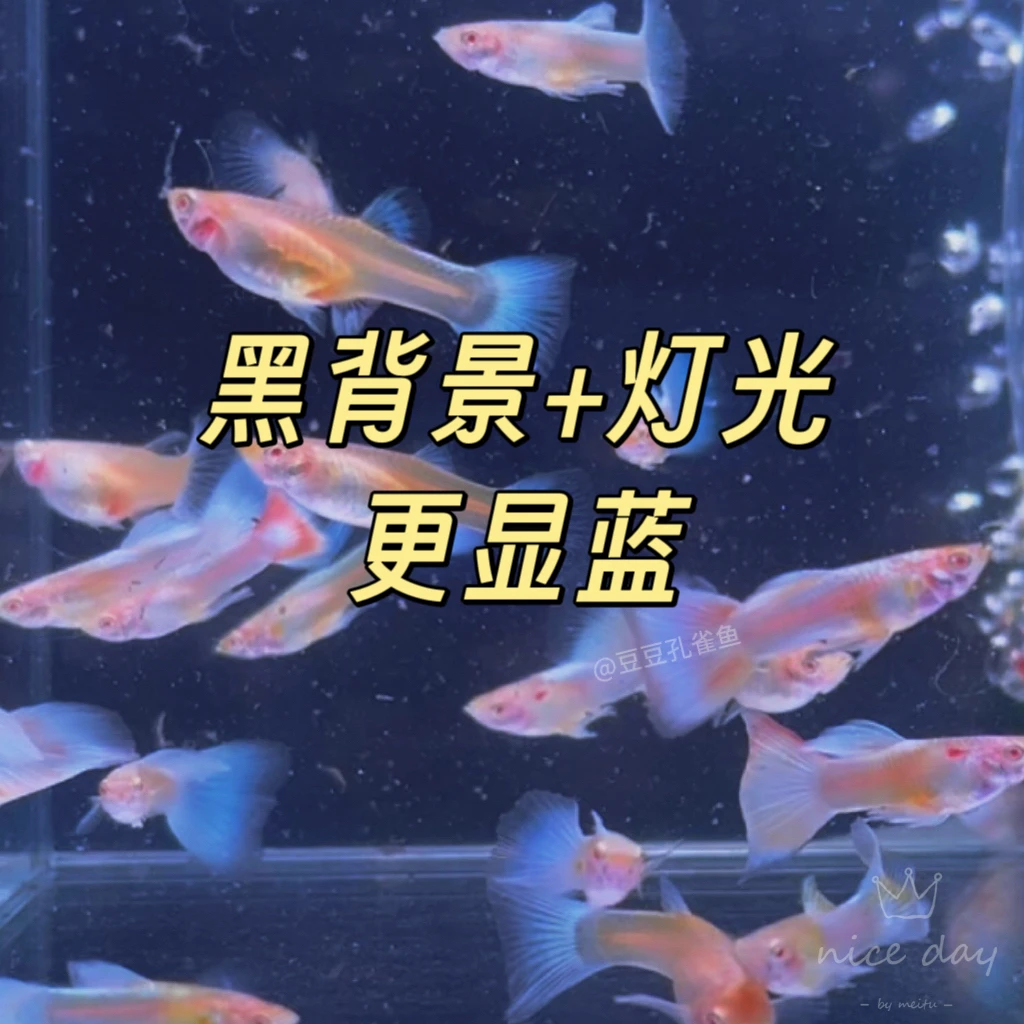 精品天空蓝大尾孔雀鱼，淡水观赏鱼凤尾胎生易繁殖，黑背景更显蓝