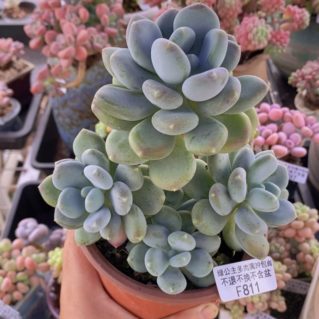 咖啡美人12cm811多肉植物