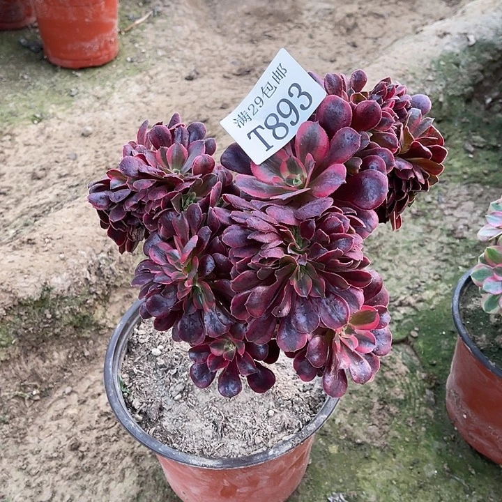 893美杜莎缀   多肉植物