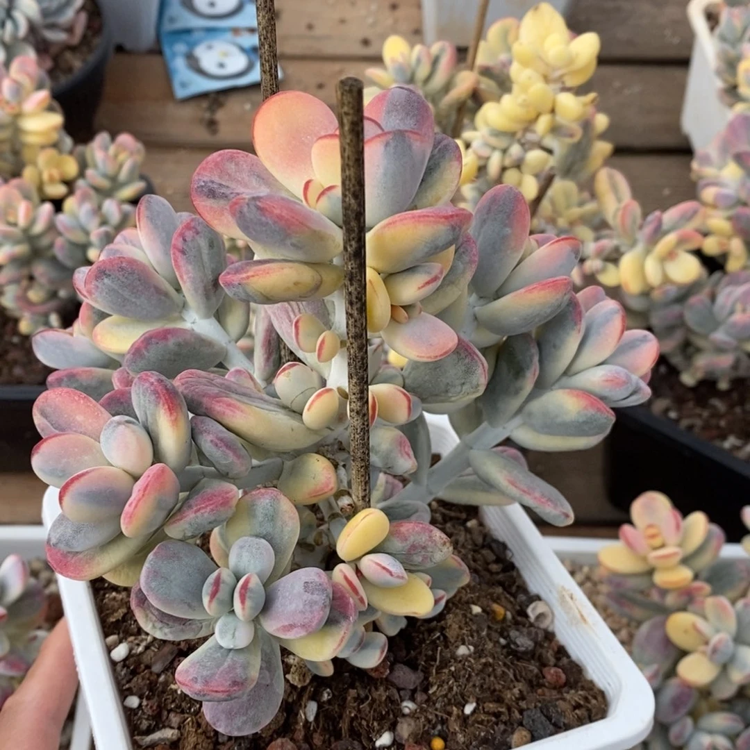 .****°福娘锦多肉植物