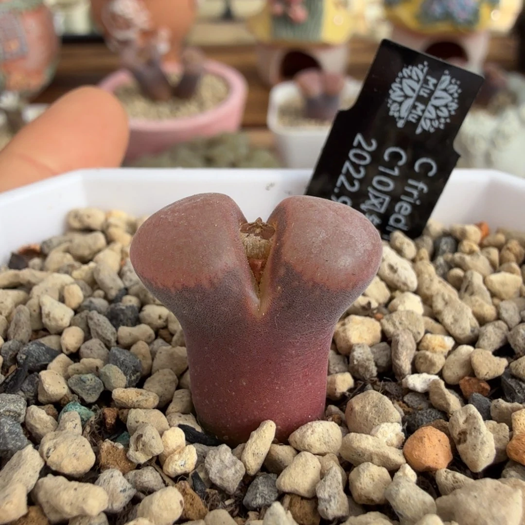 C10 3年 11-29-L19。