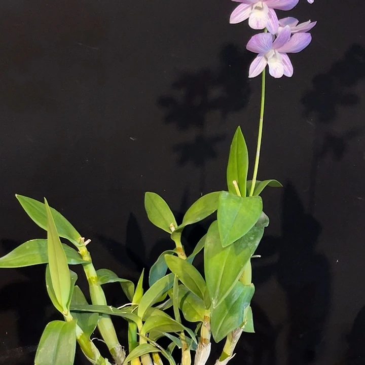 当前无花朵，栽培后可花朵亮金金1381雪媚娘