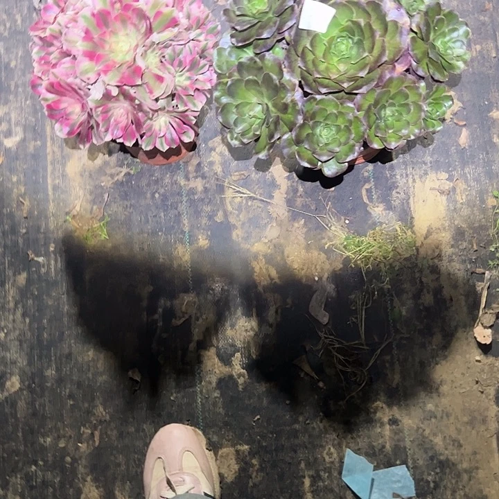 不包侧枝一物一拍25