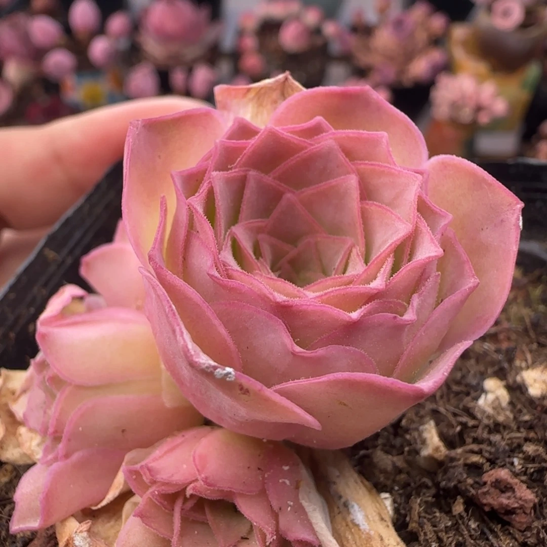 Y886半城玫瑰粉绒绒