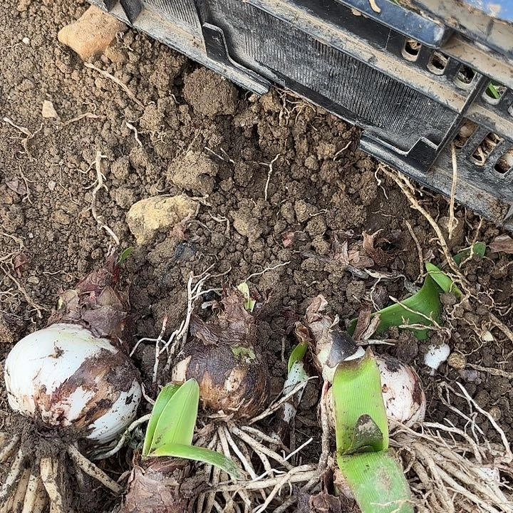 杂交14号开花不售后