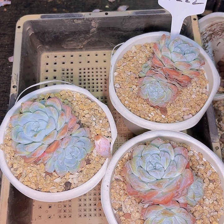 ?**鼠15222冰玉一物一拍3颗