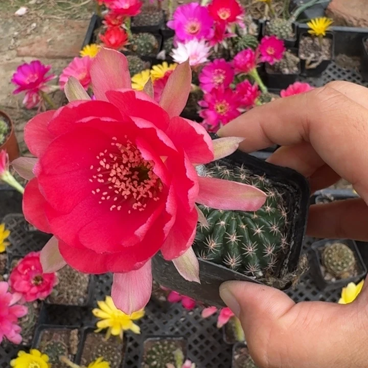 226丽花根掰花脱土发货瘦软