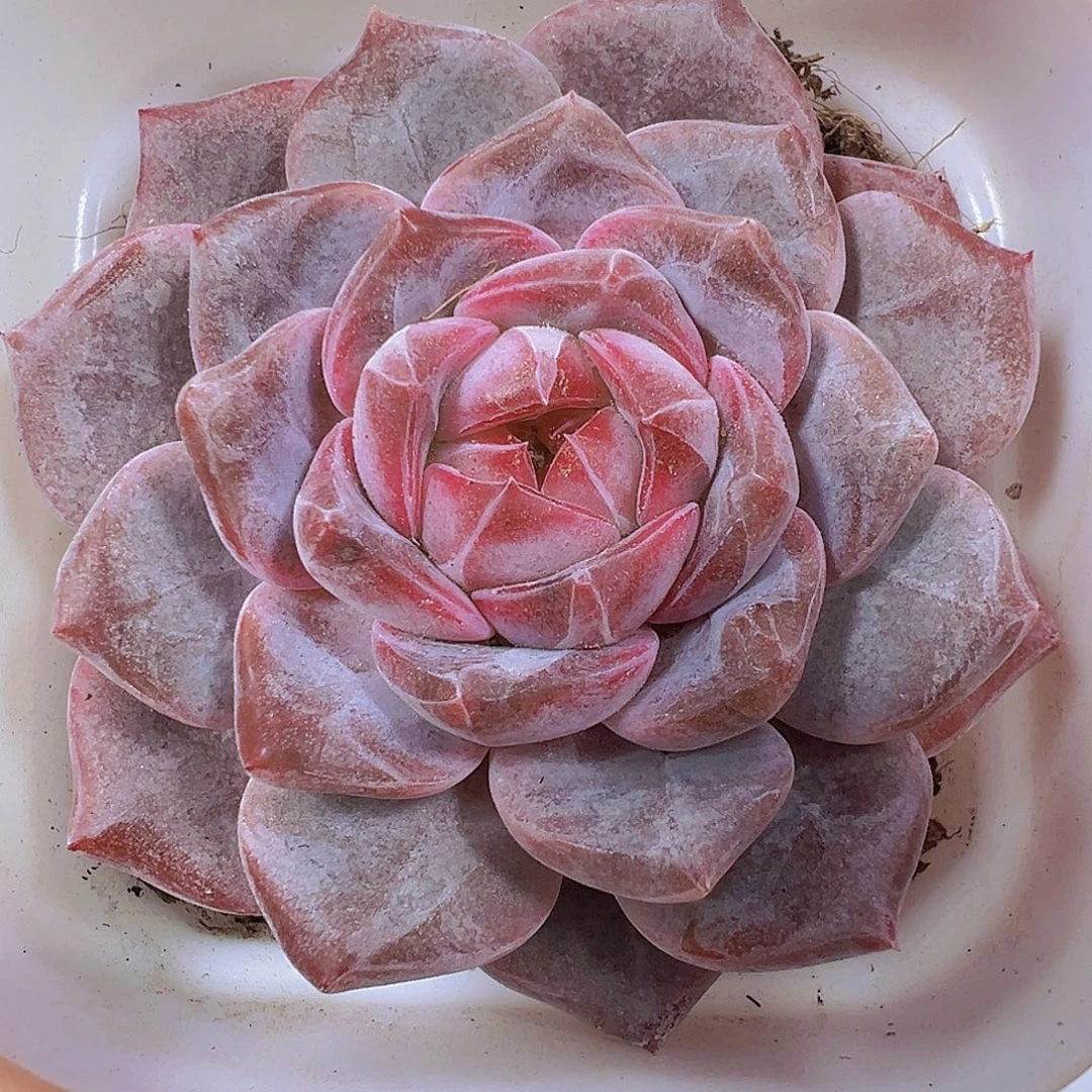 精品冰魄6.5盆19包邮