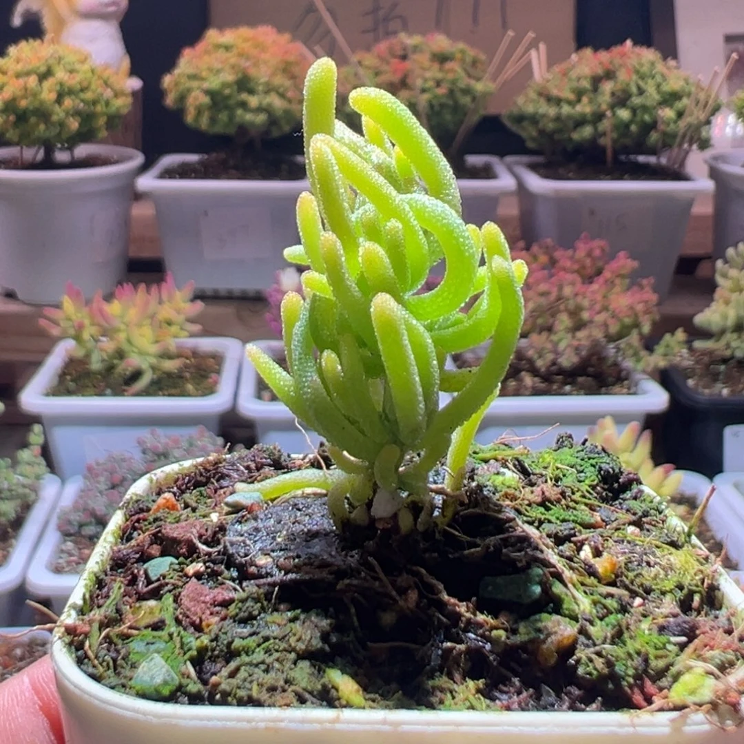 428荧光兔锦一物一拍包开箱