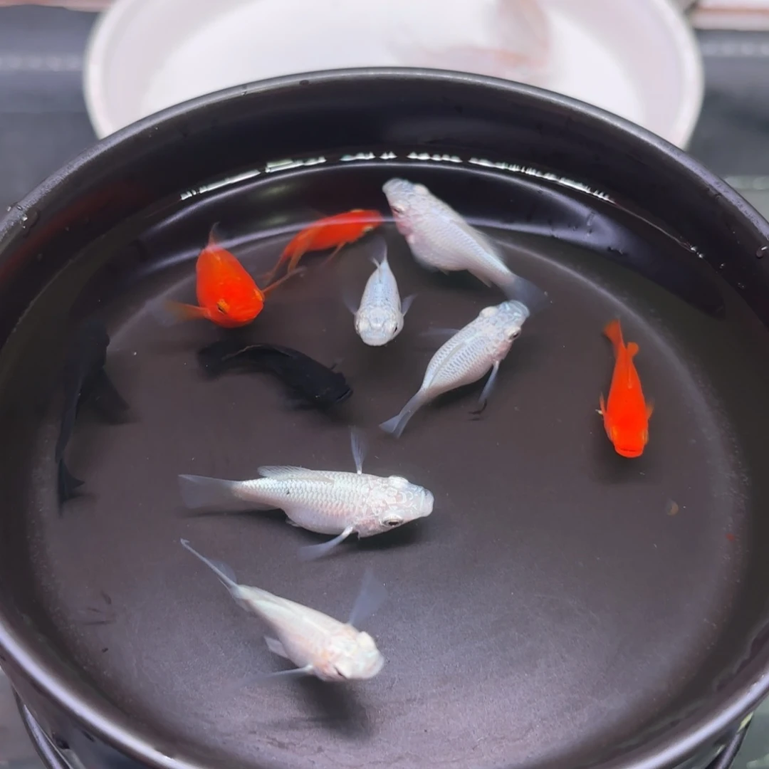 孔雀鱼玛丽球8➕2备损