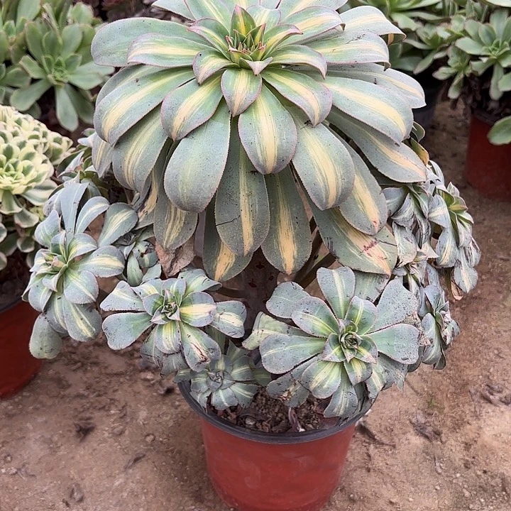 多肉植物法师黄中斑4