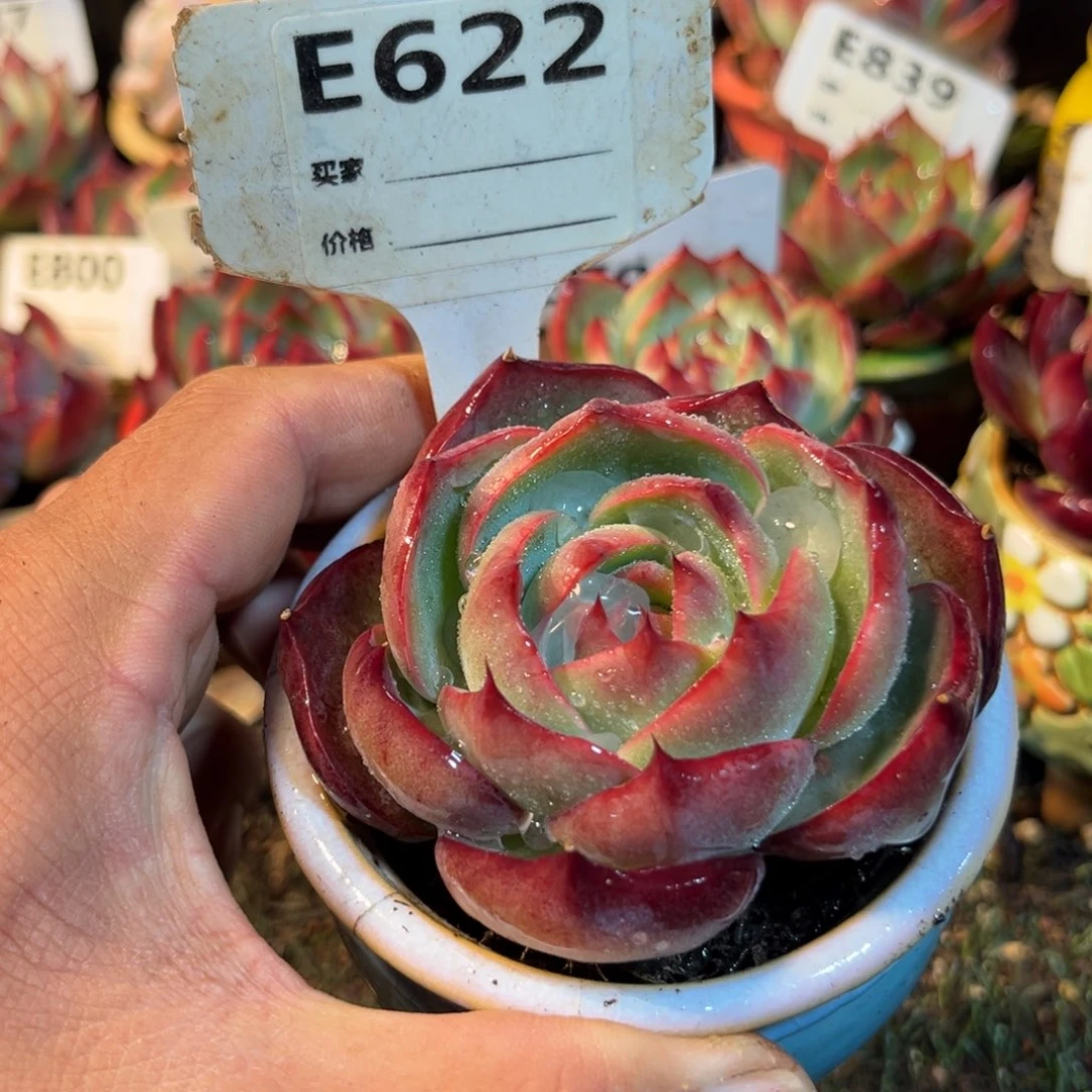 惊鸿一瞥622号多肉