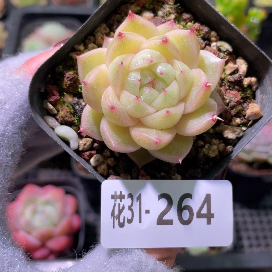 花利美31-264麦秆