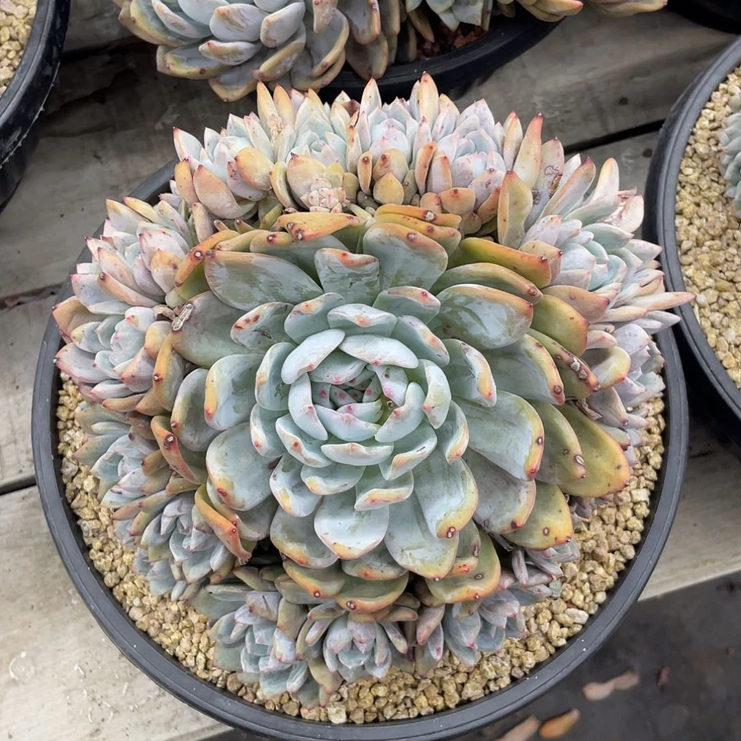 橙梦露群生一个。