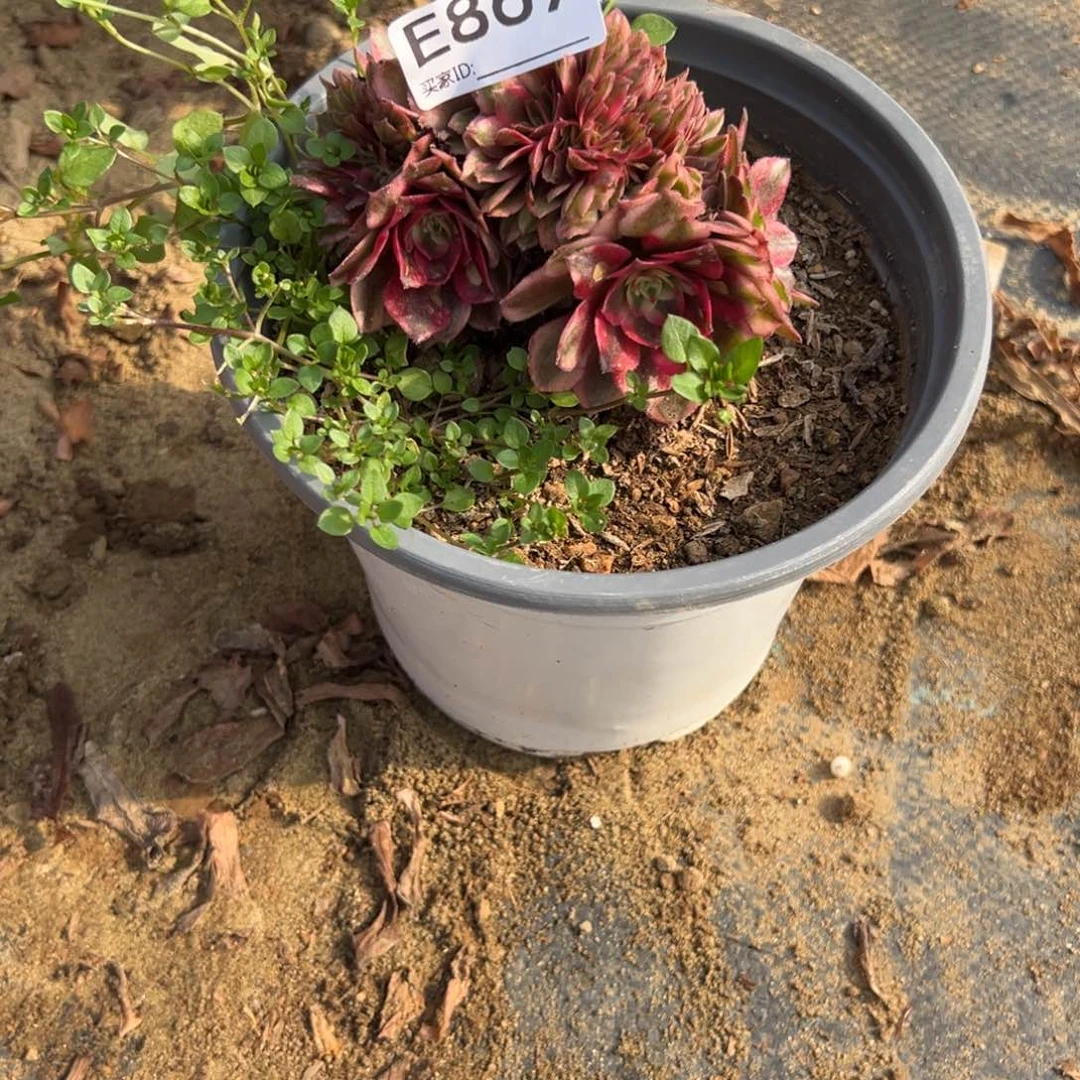 869荔枝缀化多肉植物