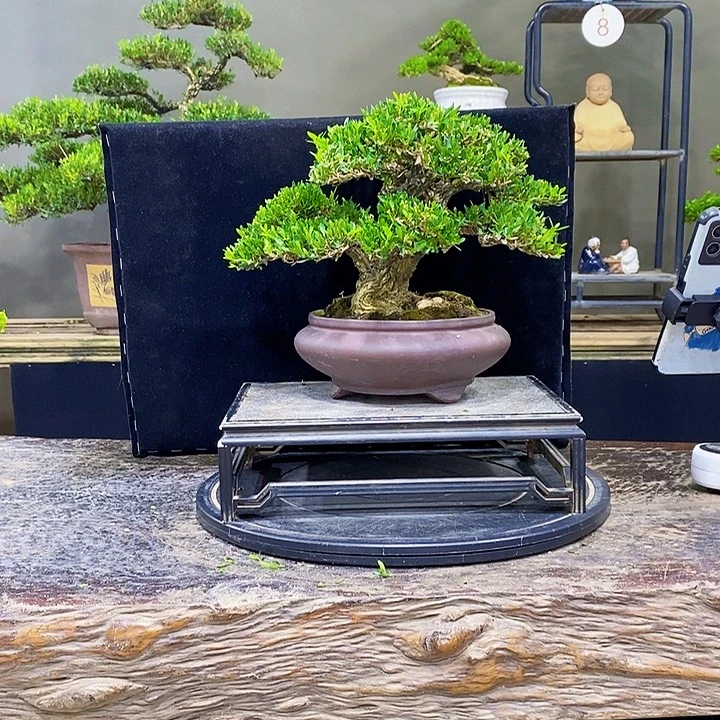 无花朵黄杨盆景四季常青