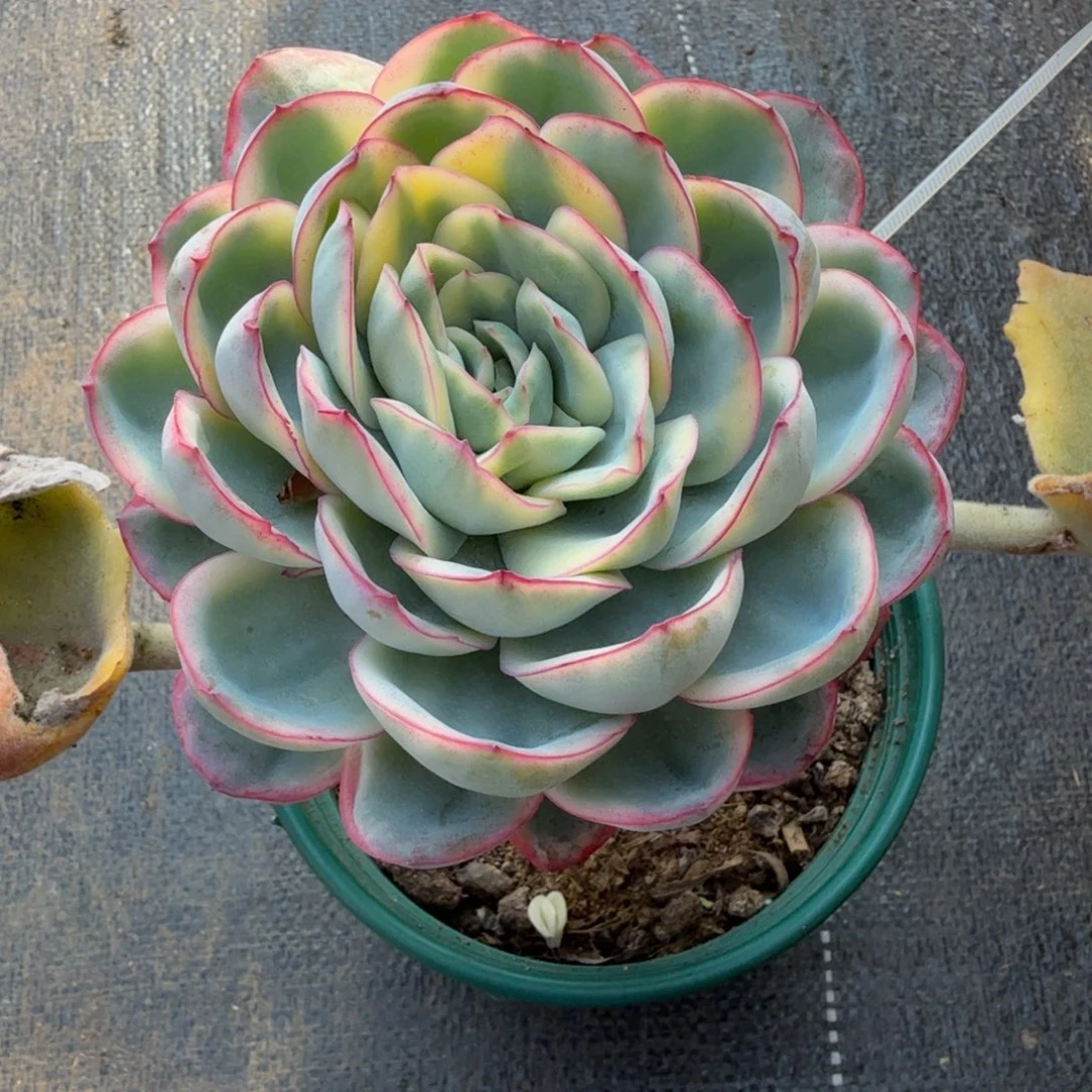 晨露锦大单头锦上园艺一物一拍