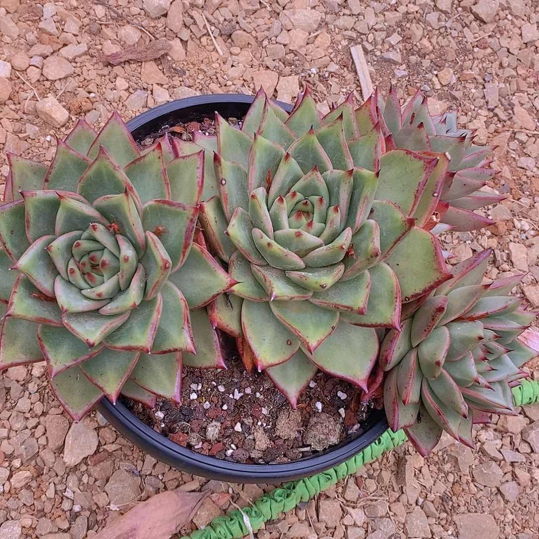 多肉植物原始大群