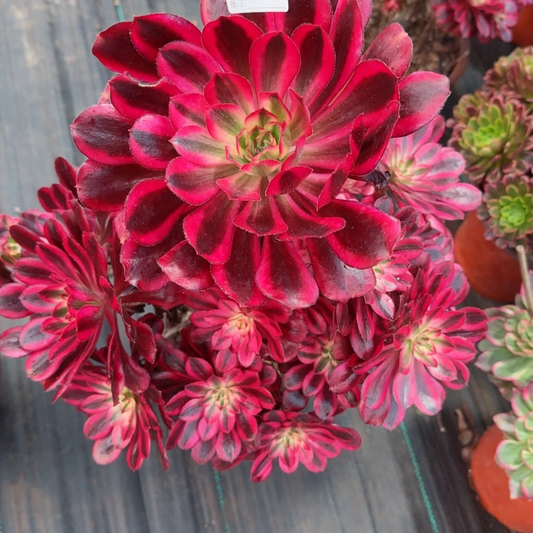 贝*香奈儿多肉7057