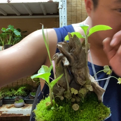 红陶一物一拍所见即所得278